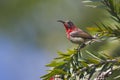 Young crimson Sunbird standing on a tree