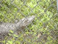 a young crocodile in a cage in the zoo