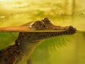 Young crocodile Royalty Free Stock Photo