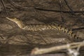 A young crocodile sitting on the Kinabatangan river bank in Borneo Royalty Free Stock Photo