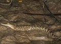 A young crocodile sitting on the Kinabatangan river bank in Borneo Royalty Free Stock Photo