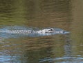 A young crocodile swimming. Trees from the bank are reflected in the water. Royalty Free Stock Photo