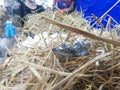 young crocodile was born and hind themselves under rice straw