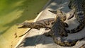 Young crocodiles by a pool Royalty Free Stock Photo