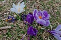 Young crocus flowers bloom in early spring.