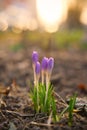 Young crocus flowers in the evening light. Copy cpace. Spring season flowers.