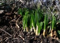 Young crocus seedlings emerge from the ground to prepare for spring flowering. Crocus is a genus of Iris family Iridaceae. Native