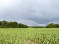 Young crops growing on field with rainbow