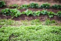 Young crops planted in soil get ripe under sun. Cultivated land close up with sprout. Agriculture plant growing in bed Royalty Free Stock Photo