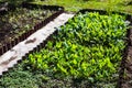 Young crops planted in soil get ripe under sun. Cultivated land close up with sprout. Agriculture plant growing in bed Royalty Free Stock Photo