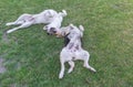 Young cross-breed stray male and female dogs playing on a spring grass Royalty Free Stock Photo