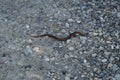 Young crossed viper on gravel