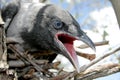 Young crow Royalty Free Stock Photo