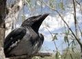 Young crow 3 Royalty Free Stock Photo