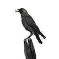 Young crow with blue eyes, sitting on a pole with a piece of bread in itÃÂ´s beak