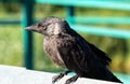 A young crow chick is watching the camera.