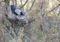 A young crow looks at his put eggs in the nest Royalty Free Stock Photo