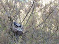 A young crow looks at his put eggs in the nest Royalty Free Stock Photo