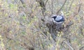 A young crow in early spring made a nest on a tree and incubate chicks Royalty Free Stock Photo