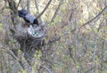 A young crow looks at his put eggs in the nest Royalty Free Stock Photo