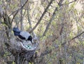 A young crow looks at his put eggs in the nest Royalty Free Stock Photo