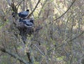 The young crow`s family in the early spring dug a nest on a tree Royalty Free Stock Photo