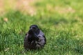 A young crow is sitting in the green grass. Close-up. Warm summer day in the park. Wild nature. Royalty Free Stock Photo