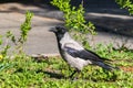 A young crow is sitting in the green grass. Close-up. Warm summer day in the park. Wild nature. Royalty Free Stock Photo