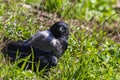 A young crow is sitting in the green grass. Close-up. Warm summer day in the park. Wild nature. Royalty Free Stock Photo