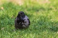 A young crow is sitting in the green grass. Close-up. Warm summer day in the park. Wild nature. Royalty Free Stock Photo