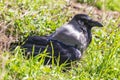 A young crow is sitting in the green grass. Close-up. Warm summer day in the park. Wild nature. Royalty Free Stock Photo