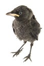 Young crow