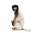 Young Crowned Sifaka against white background Royalty Free Stock Photo