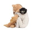 Young Crowned Sifaka with his teddy bear - Propit