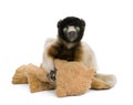 Young Crowned Sifaka holding teddy bear