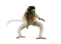 Young Crowned Sifaka, Propithecus Coronatus Royalty Free Stock Photo