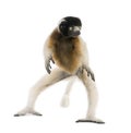 Young Crowned Sifaka, Propithecus Coronatus Royalty Free Stock Photo