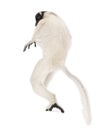 Young Crowned Sifaka, Propithecus Coronatus Royalty Free Stock Photo