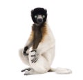 Young Crowned Sifaka, Propithecus Coronatus Royalty Free Stock Photo