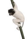 Young Crowned Sifaka - Propithecus coronatus (3 mo Royalty Free Stock Photo