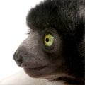 Young Crowned Sifaka - Propithecus coronatus (3 mo Royalty Free Stock Photo