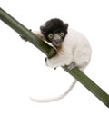 Young Crowned Sifaka - Propithecus coronatus (3 mo Royalty Free Stock Photo