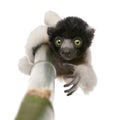 Young Crowned Sifaka - Propithecus coronatus (3 mo