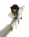 Young Crowned Sifaka - Propithecus coronatus (3 mo Royalty Free Stock Photo