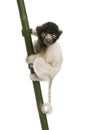 Young Crowned Sifaka - Propithecus coronatus