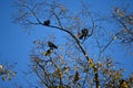 3 Young Crows in Blue Sky Royalty Free Stock Photo