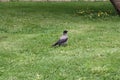 Young crows in the Park