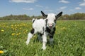 Young crying goat on the field looking at the camera Royalty Free Stock Photo