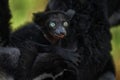 Young cub animal baby in the black fur coat. Indri, monkey with young babe cub in Kirindy Forest, Madagascar. Lemur in the nature