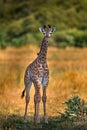 Young cub babe of giraffe. Giraffe in forest with big trees, evening light, sunset. Idyllic giraffe silhouette with evening orange